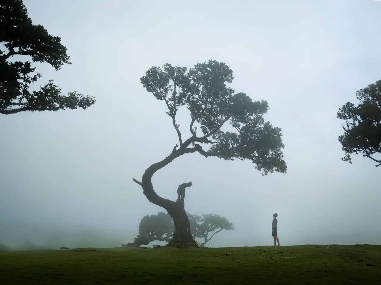 Fanal — Madeira