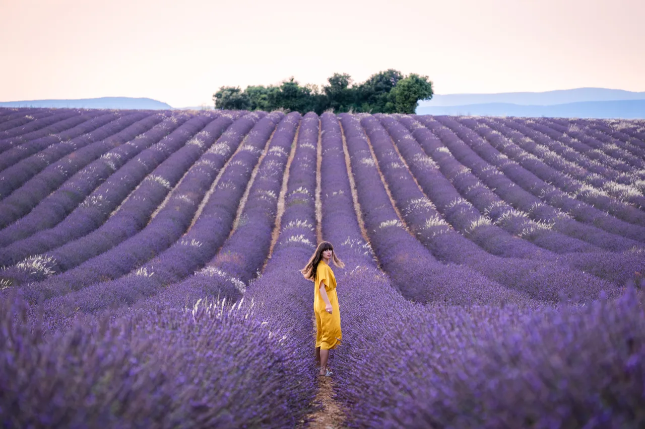 Lavender — Provence, France